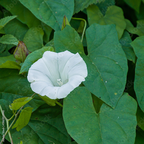 Fotografía white flower and green leaves of field bindweed - Convolvulus arvensis