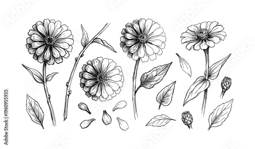 Botanical illustration of zinnia flowers with leaves and petals in black and white
