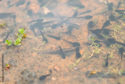 Foto A group of tadpoles swim, trying to survive in the low-density water remaining b