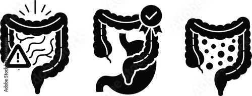 Human digestive system, caecum large intestine and colon. 