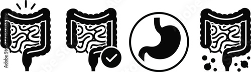 Human digestive system, caecum large intestine and colon. 