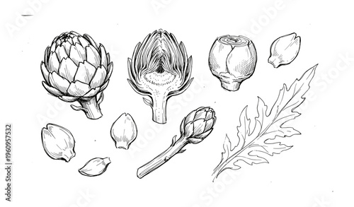 Artichoke botanical illustration with leaves and sections