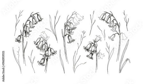 Monochrome bluebell blossoms: delicate floral sketch with elegant stems and leaves