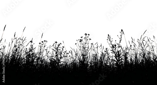 Wild grass and plant silhouettes on white, nature meadow border, botanical graphic element, white background