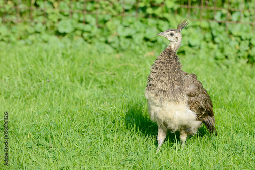 Peacock chick on grass – colorful young bird in nature
