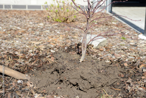 shrub  being transplanted in a spring garden. Plant, Fresh soil and exposed roots in a garden bed. Concept of plant care, growth, spring season and sustainable gardening.