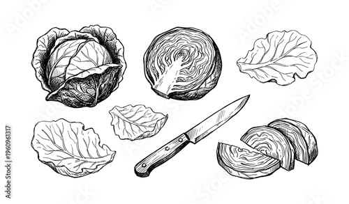 Black and white illustration of cabbage and knife on white background