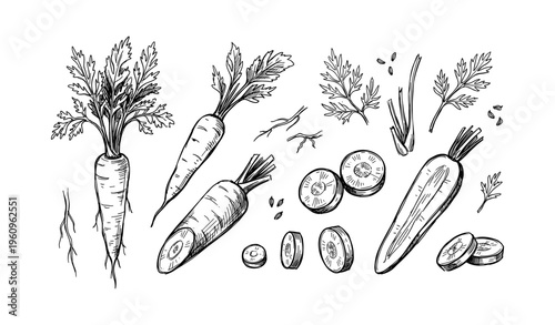Hand-drawn carrots and slices with leaves and seeds on white background