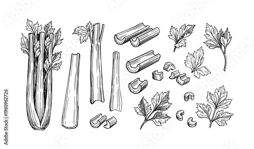 Hand-drawn celery illustrations with sliced stems and leaves in black and white