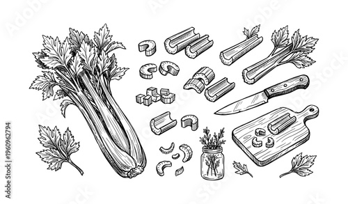 Celery illustration: sliced stalks, leaves, and kitchen preparation tools