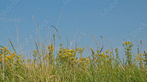 View from below on ragwort flowers and high grass on a blue sky with veil clouds - Jacobaea vulgaris 
