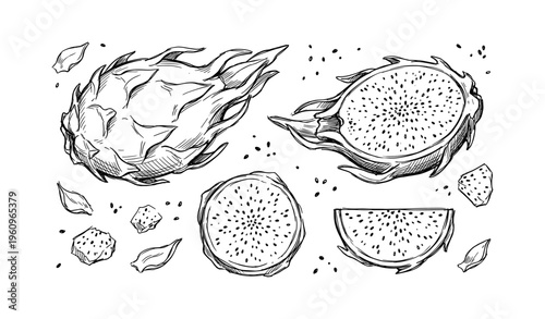 Hand-drawn dragon fruit sketch with cross-sections and seeds