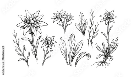 Botanical sketch of edelweiss flowers and leaves with detailed line art