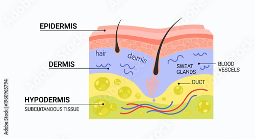 Detailed diagram illustrating the layers of human skin: epidermis, dermis, and hypodermis, with associated structures like hair follicles, sweat glands, and blood vessels.