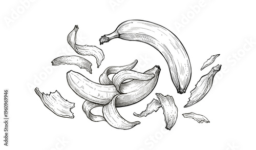 Hand-drawn bananas and peels artistic sketch in black and white