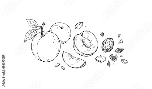 Hand-drawn plum illustration with whole, halved, and seed elements in black and white