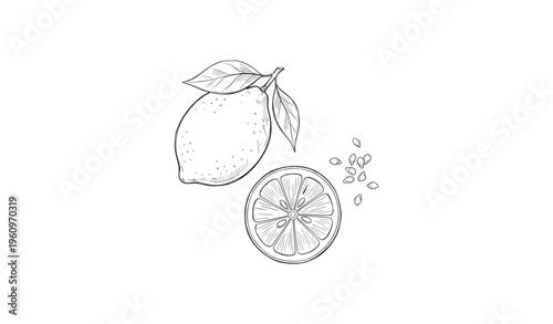 Hand-drawn lemon illustration with whole fruit, slice, and seeds in black and white