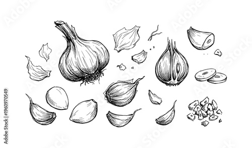 Black and white garlic illustrations with cloves and slices