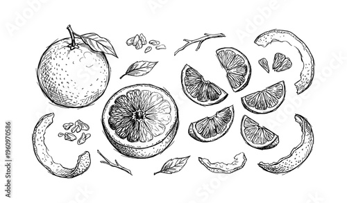 Hand-drawn orange sketch with slices and leaves detailed illustration