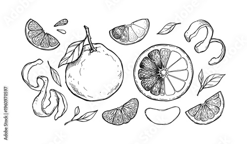 Hand-drawn citrus fruit sketch with leaves and segments on white background