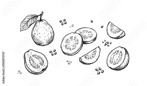 Hand-drawn black and white guava fruit sketch with slices and seeds