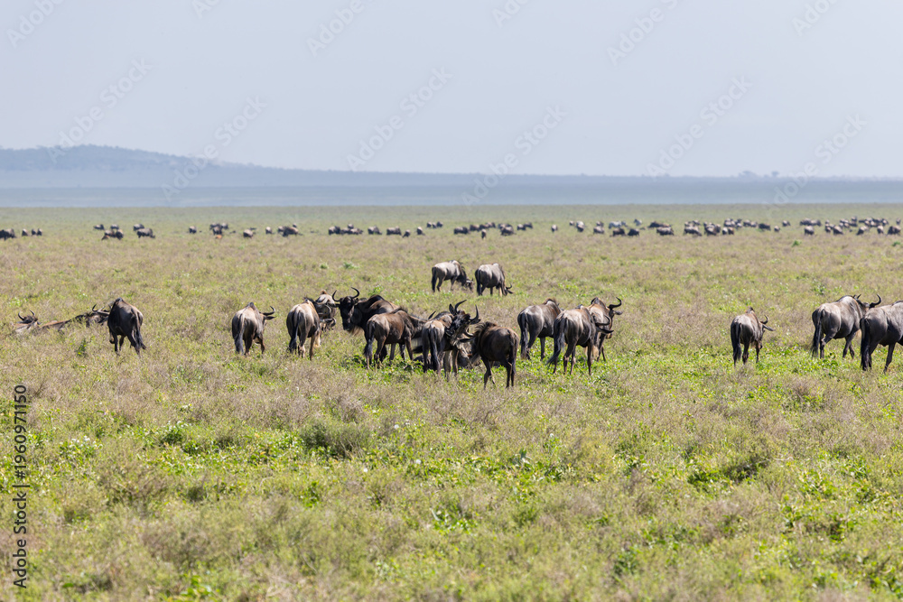 Fototapeta premium Gnus sammeln sich in der südlichen Serengeti zur Migration