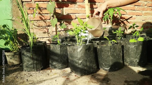 A person waters potted plants arranged on a dirt floor against a brick wall, promoting sustainability at home with a green activity