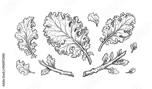 Hand-drawn kale leaves illustration with detailed leaf patterns