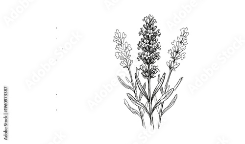 Black and white lavender illustration with detailed botanical features
