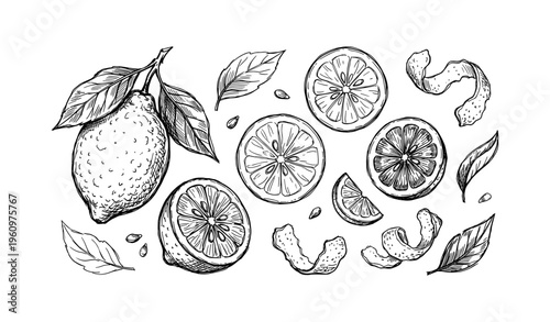 Hand-drawn lemon illustrations with slices, leaves, and peels on white background