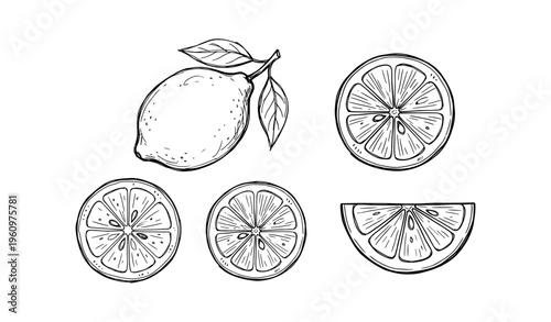 Hand-drawn lemon and slices illustration with detailed lines
