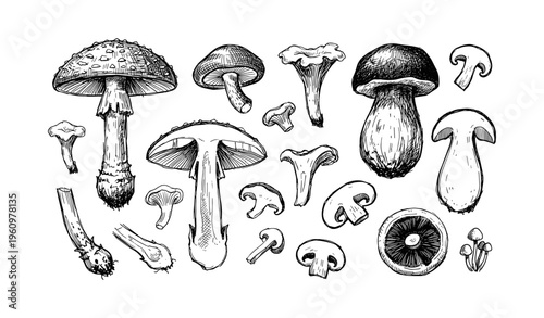 Illustrated variety of mushrooms with detailed line art