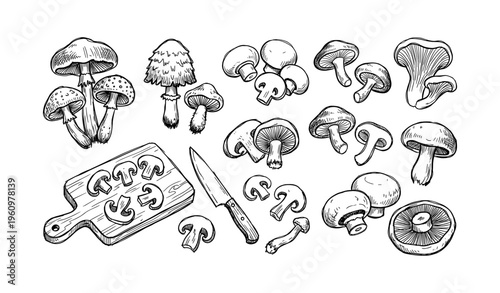 Various hand-drawn mushrooms with cutting board and knife