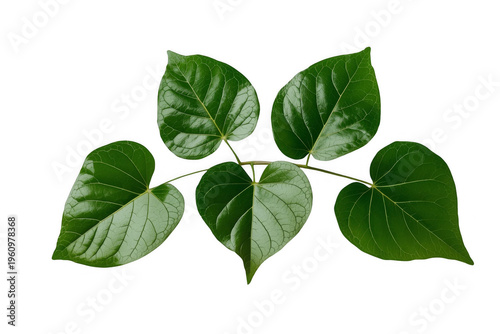 Branch of green vine leaves with heart shape