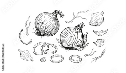 Detailed sketch of whole and sliced onions with peels in monochrome