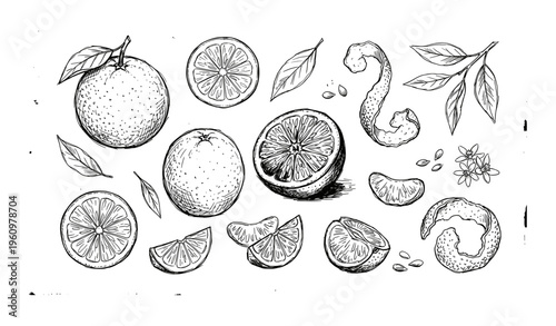 Hand-drawn black and white citrus fruits with leaves and peels