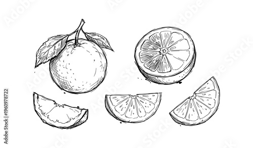 Hand-drawn citrus fruit illustrations with whole orange and lemon slices