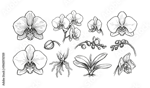 Detailed illustrations of orchid flowers and plant anatomy in black and white