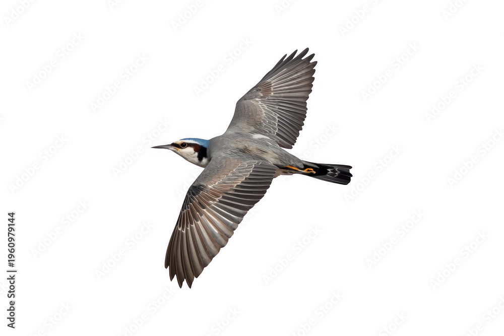 Fototapeta premium Eurasian nuthatch bird flying transparent background