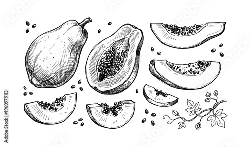 Hand-drawn papaya sketches with seeds and leaves in black and white