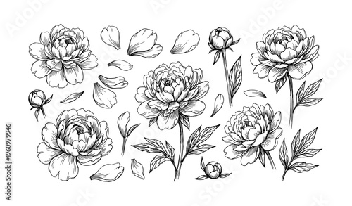 Black and white peony flower illustrations with detailed botanical elements