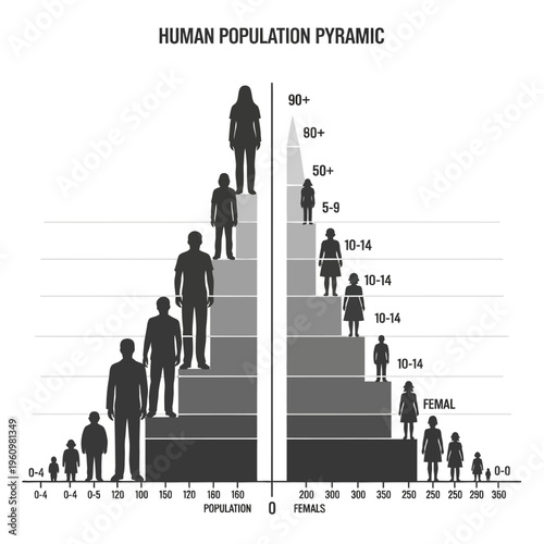 Human population pyramid age distribution.