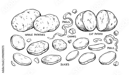 Hand-drawn whole and sliced potatoes with peels and chunks