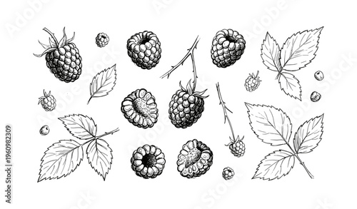 Hand-drawn black and white raspberry and leaf pattern on white background