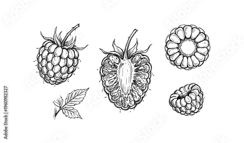 Detailed hand-drawn raspberry illustration: whole, halved, and cross-section views