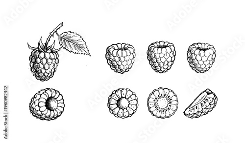 Detailed black and white illustrations of raspberries with cross-sections