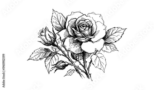 Intricate black and white rose sketch with buds and leaves
