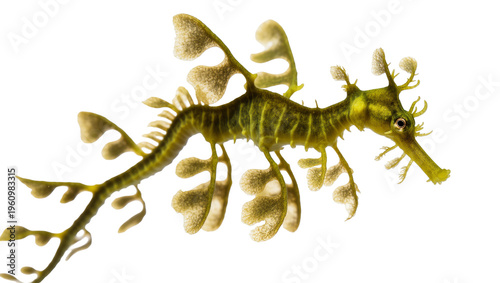 Foto Isolated unique leafy sea dragon with intricate camouflage and flowing appendage