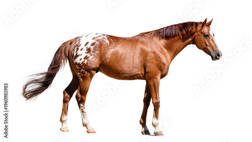 Foto Isolated magnificent spotted horse with brown coat and white blaze on face and l