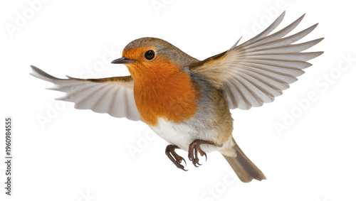 Isolated bright red-breasted robin bird with wings spread wide in dynamic flight